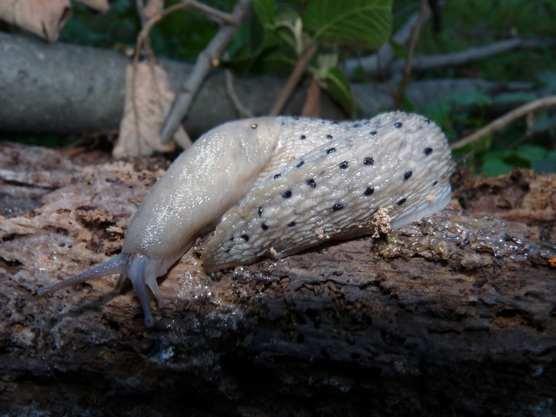 Grande Limax punctulatus o L. redii dal Val Fredda (VA)